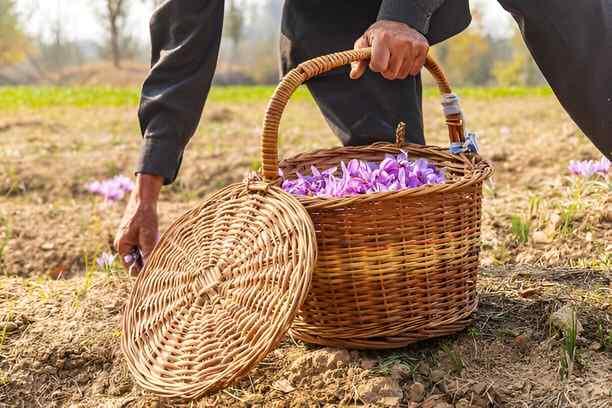 A Day in the Life of Kashmiri Saffron Farmers: Immersive Tour Experiences