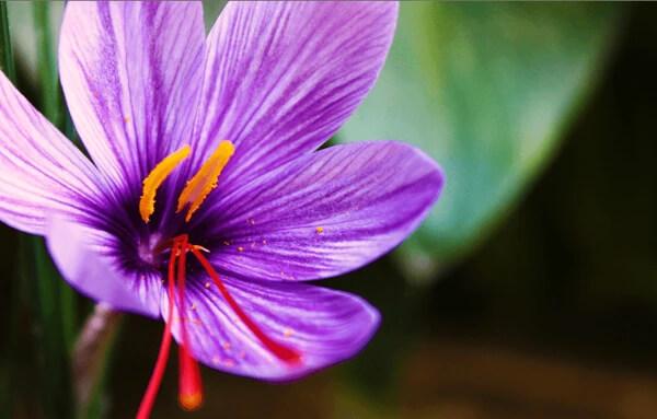 top-things-to-know-before-visiting-kashmir-for-saffron-season