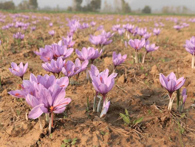 how-to-plan-saffron-harvesting-tour-kashmir