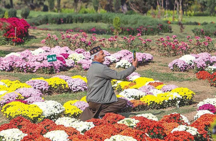10 Epic Photography Tips for Bagh-e-Gul-e-Dawood: Capture Kashmir's Chrysanthemum Magic in Autumn 2025