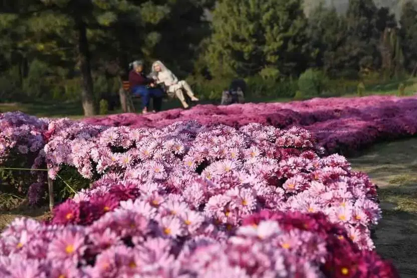 Golden Autumn in Kashmir – 5-Day Chrysanthemum & Garden Tour
