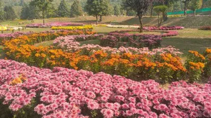 Ultimate 6-Day Kashmir Autumn Itinerary: Bagh-e-Gul-e-Dawood's Epic Chrysanthemum Escape