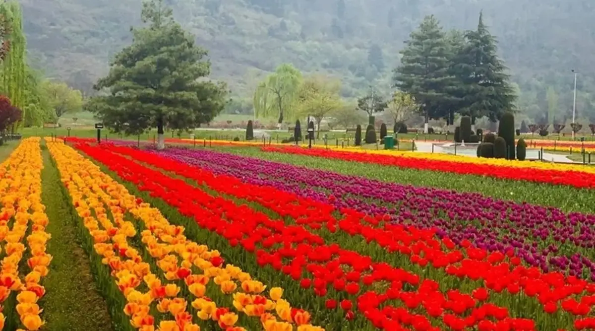 Kashmir Tulip Garden 2025: A Romantic Getaway for Couples