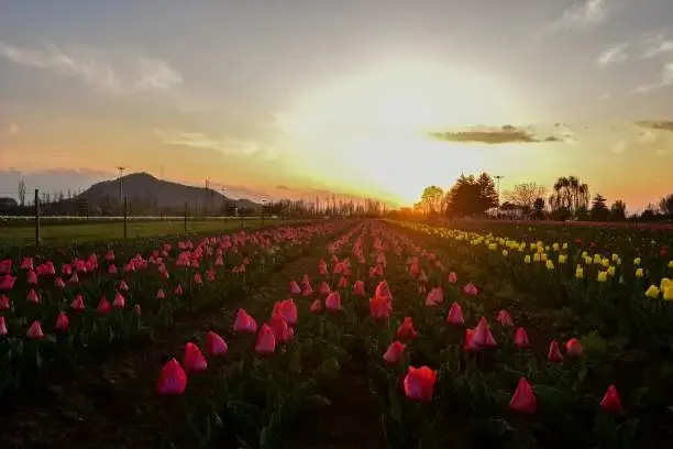 Golden-hour photo of Tulip Garden Kashmir’s floral carpet with Zabarwan Mountain Range backdrop.